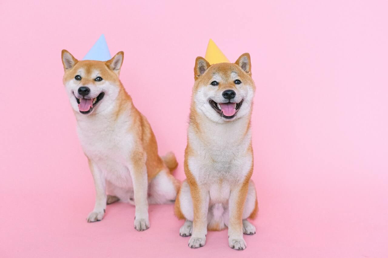What is happening with Shiba Inu now?