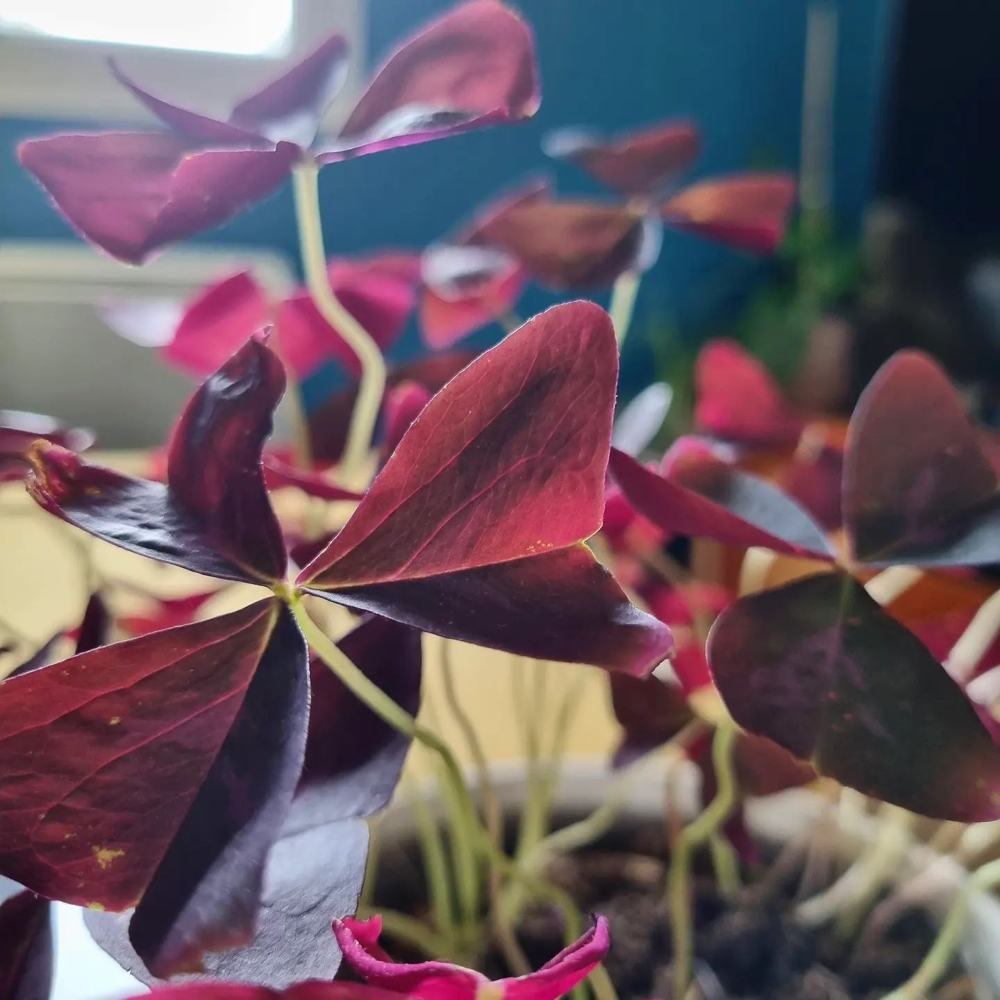 Get Leafy! A How-To Guide to Taking Perfect Plant Pics for Instagram